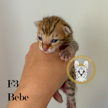 Load image into Gallery viewer, Bebe - F3 Male
